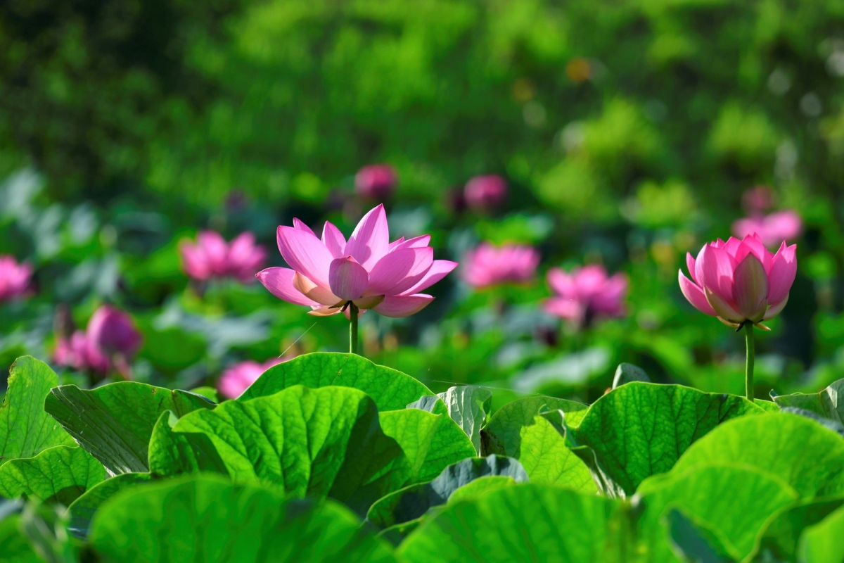 Blooming lotus flowers on West Lake in Hanoi